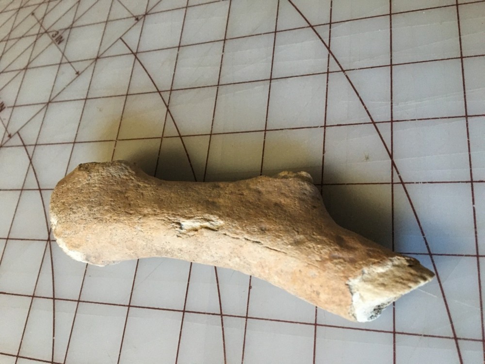 Fossilized Deer antler