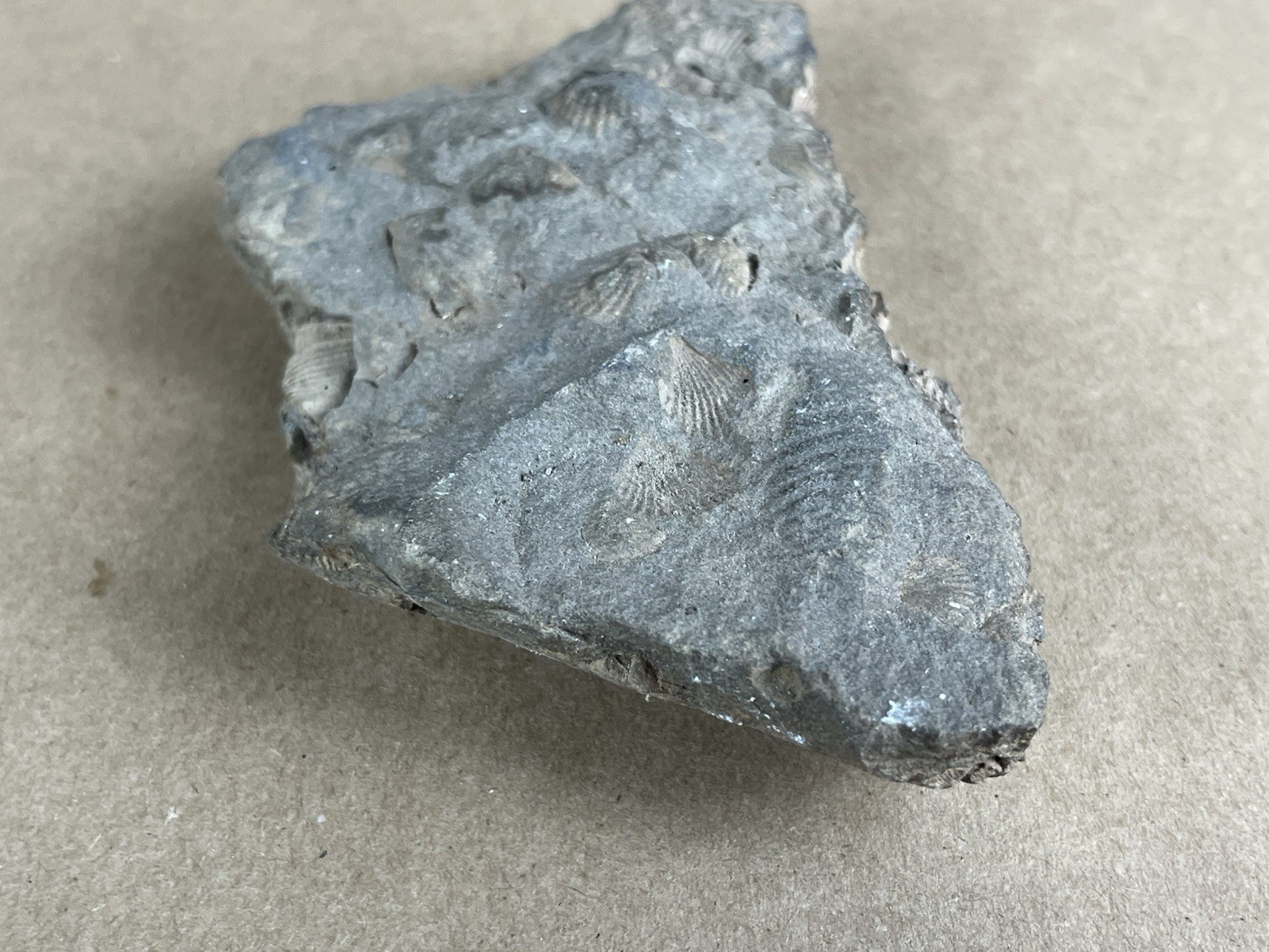 Fossil with Shells 5”