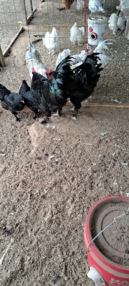 6 Croad Langshan Hatching Eggs (Black)