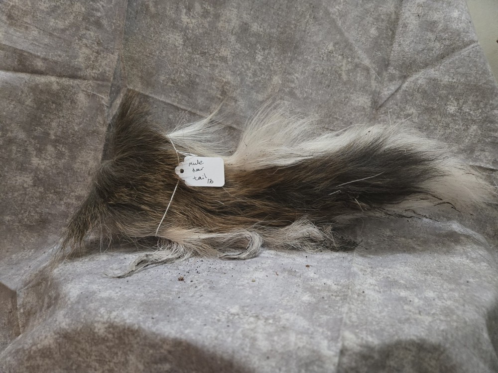 1 Dried Mule Deer Tail 170