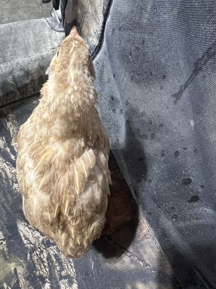 12+ count Ginger Quail Coturnix hatching eggs