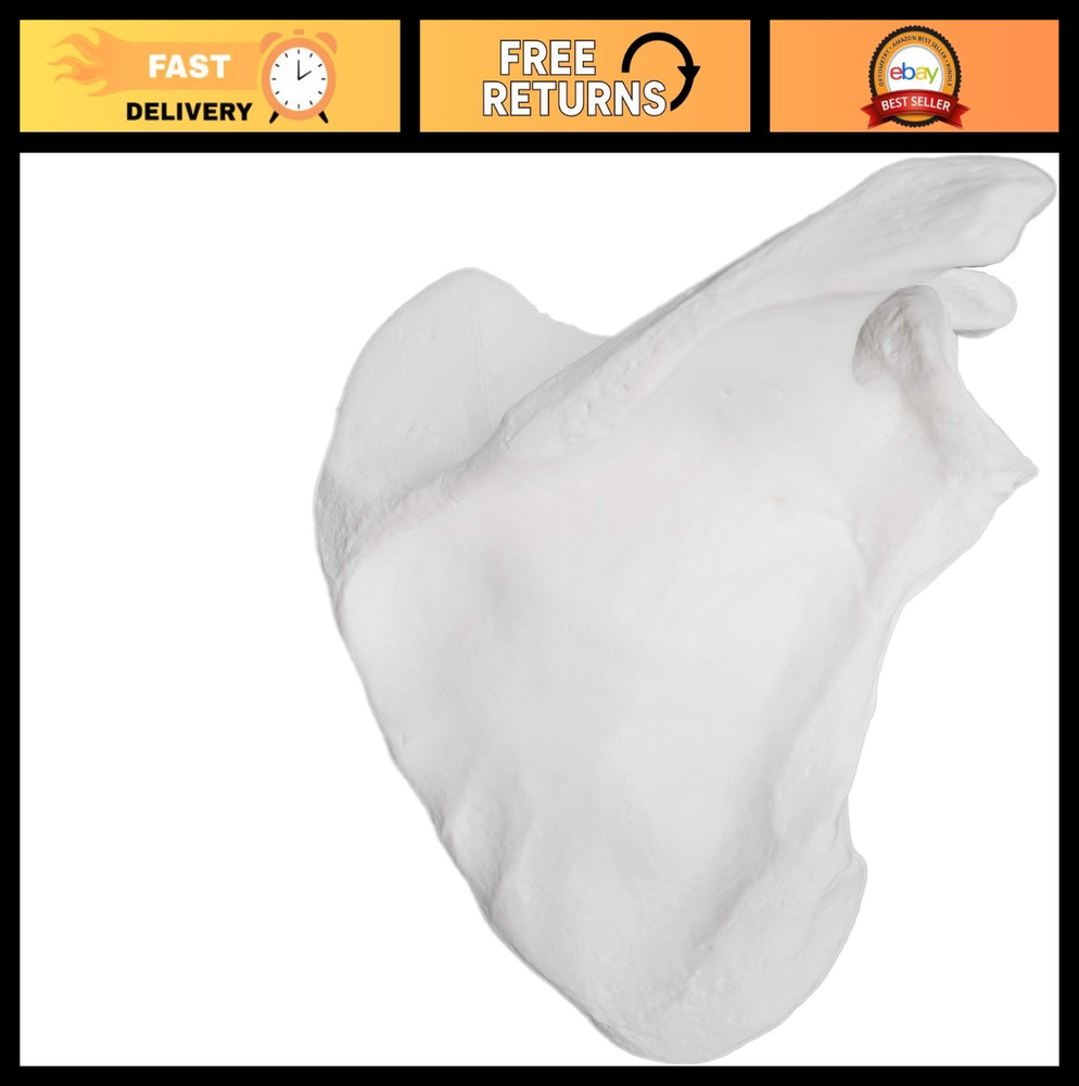 Anatomically Accurate Right Scapula Bone Model - Human Skeleton Replica, Educati