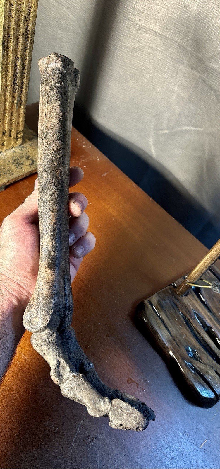 World Class Fossil Camel Leg Mount on Pecky Cypress Wood Stand Florida Fossils