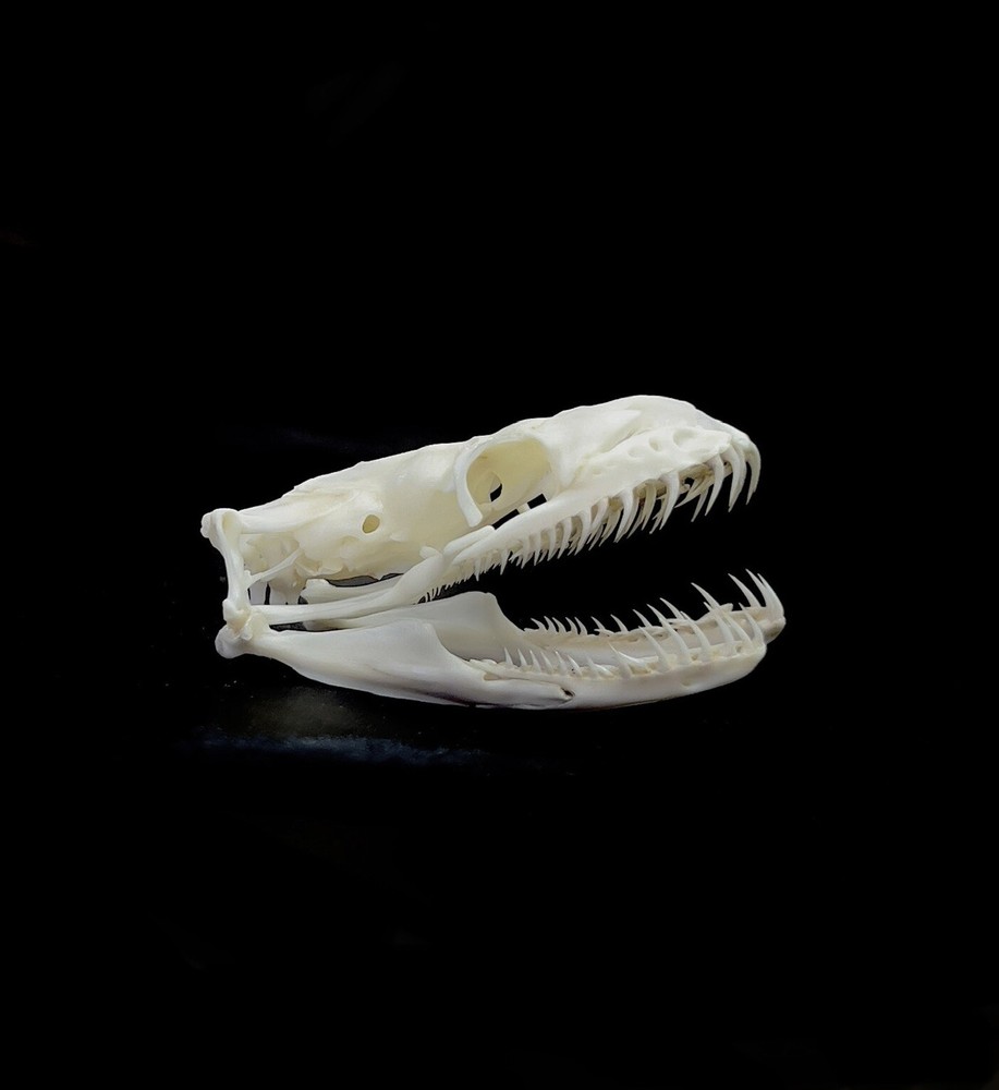 Ball Python Skull (XL Specimen) Snake; 100% Real Bone