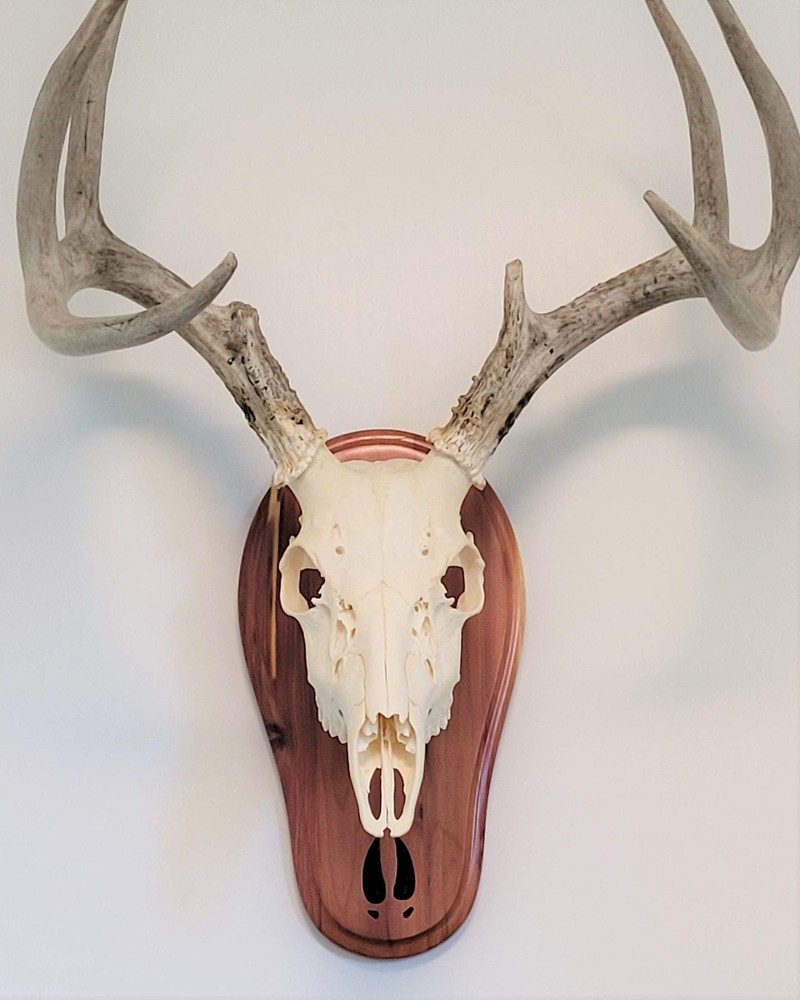 TTW Cedar Deer Track Skull Mount