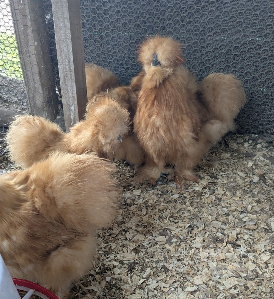 12 Quality Buff & Paint Eggs NPIP