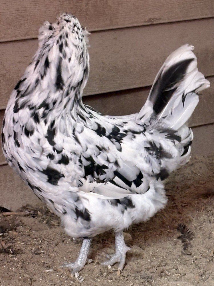 6 Ermine Ameracauna Hatching Eggs