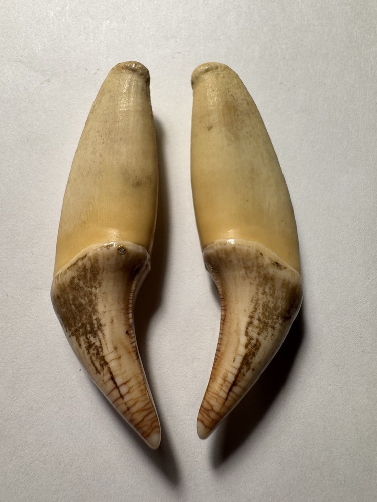 510- Tooth, Teeth, Fox’s Teeth, Coyote’s Teeth