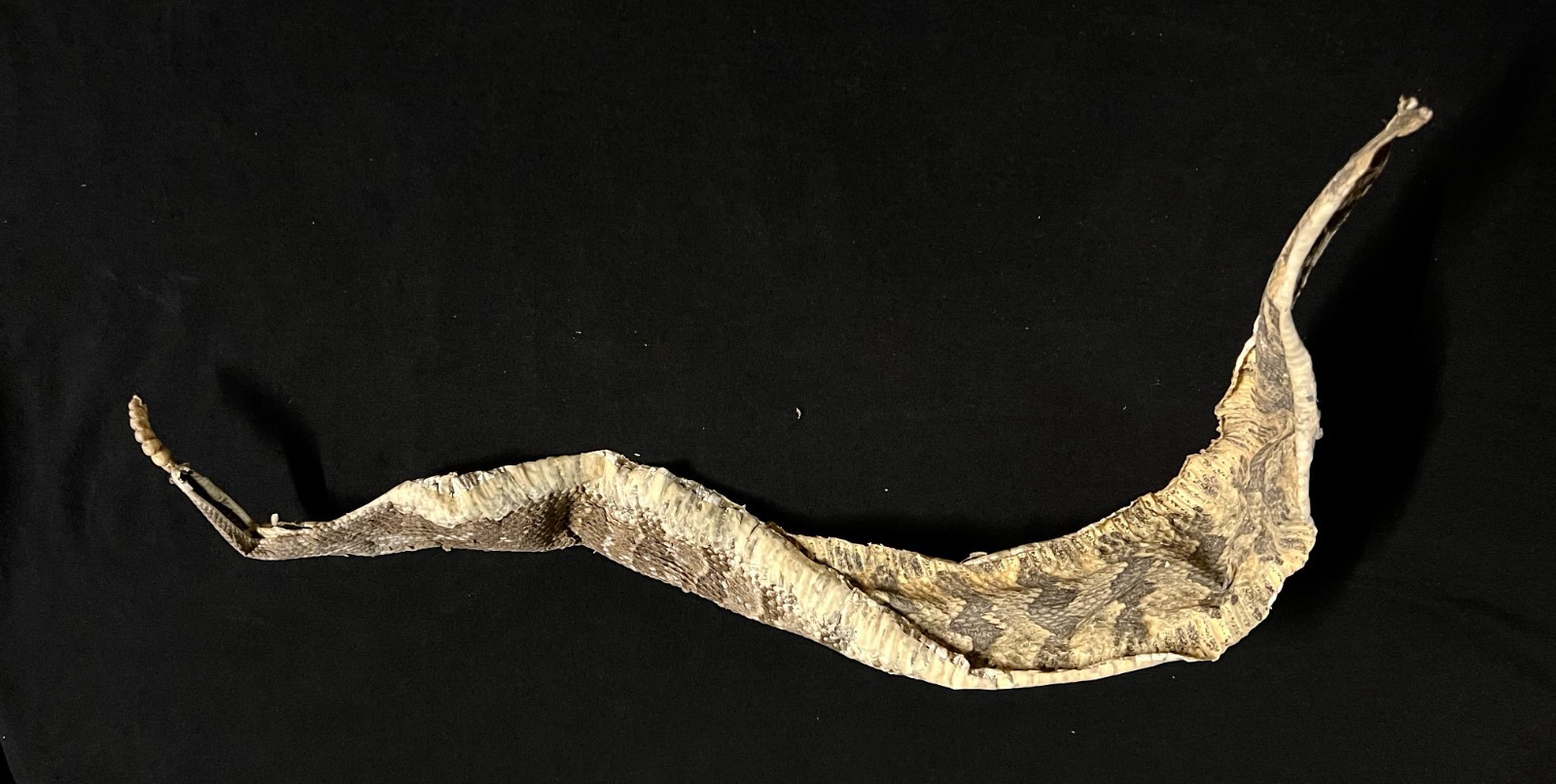 Rattle Snake Rattles & Dried Skin