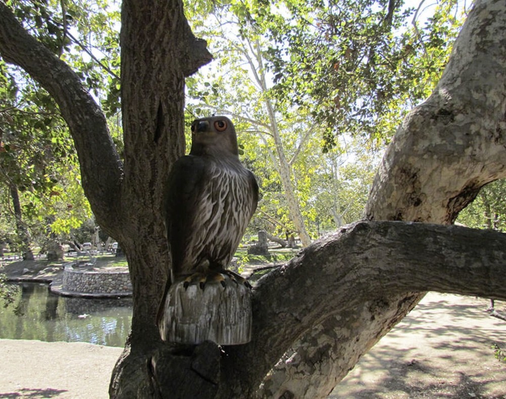 Bird B Gone MMRTH1 Red Tailed Hawk Plastic Predator Decoy