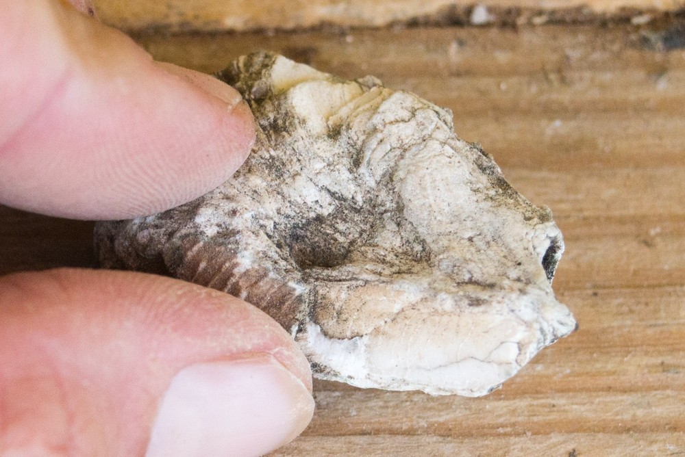 NE Oklahoma Fossil