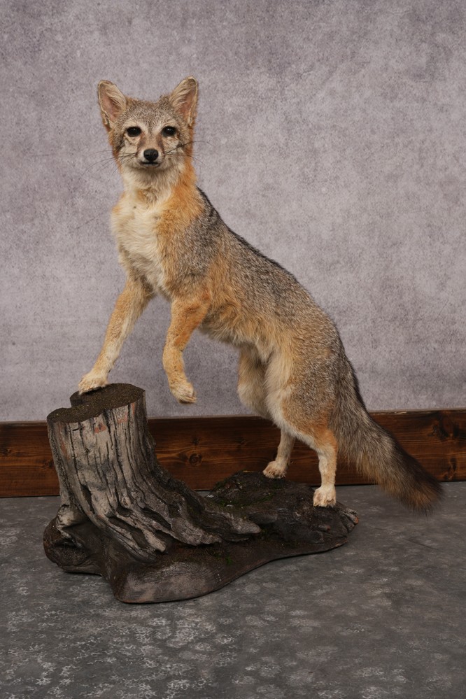 Grey Fox SKU 3250
