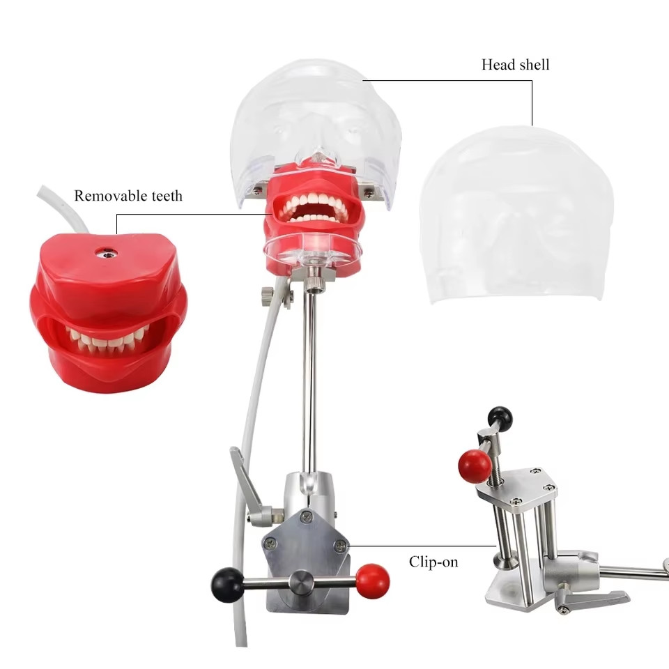 Desktop Mounted Dental Manikin Phantom Head Simulator Head Model for Training US