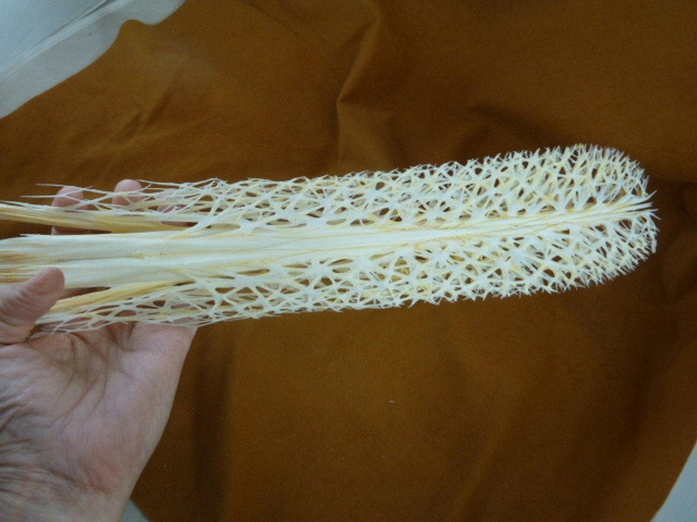 W3-q) 24" Paddlefish skeleton head bill Polyodon spathula spoonbill paddle fish