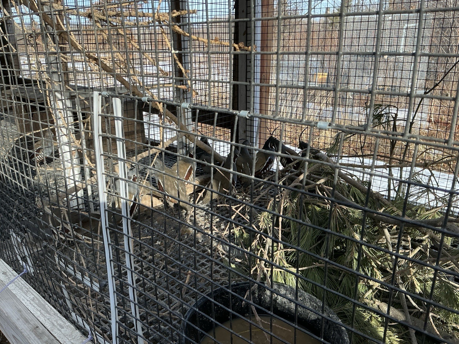 PRESALE Mountain Quail Hatching Eggs Qty 10+2 Shipping Late April Or May