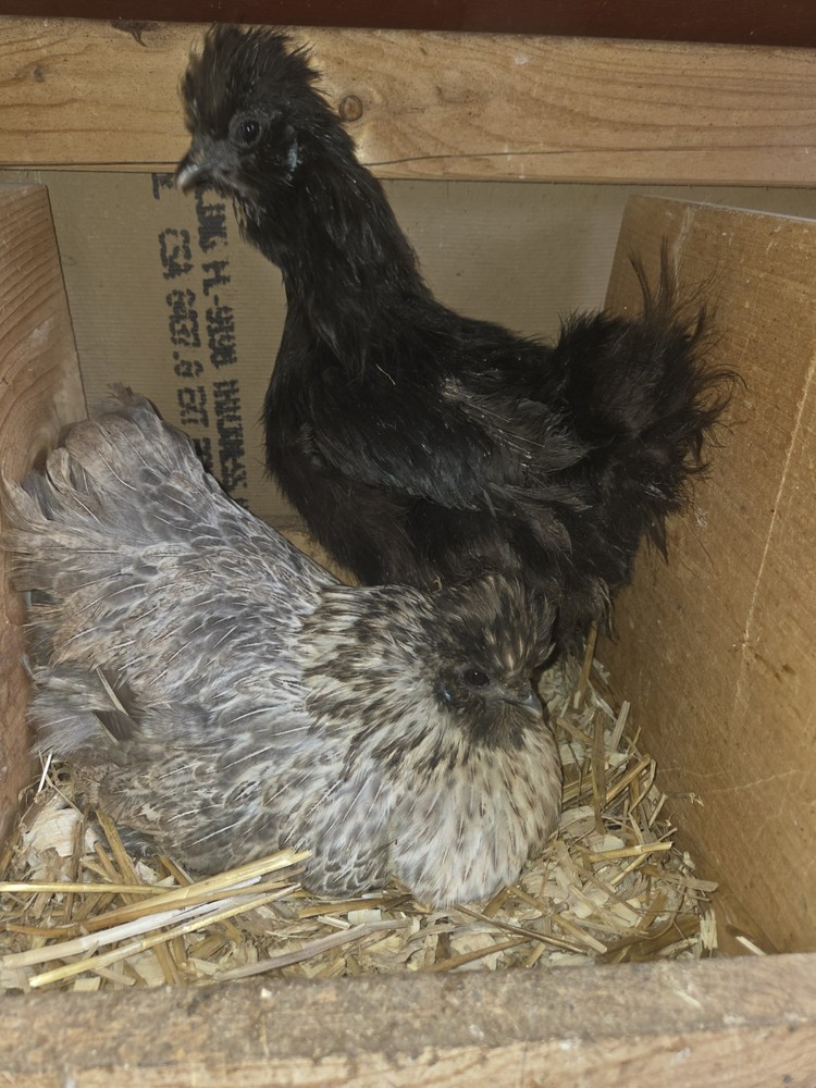 6+ Silkie Fertilized Eggs