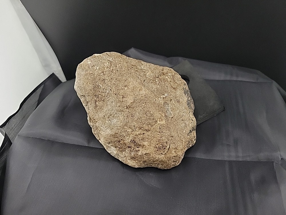 fossilized clam shell