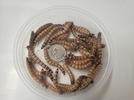 Live Superworms 25 - 3000 + Bonus Reptile Feeders Food Insects
