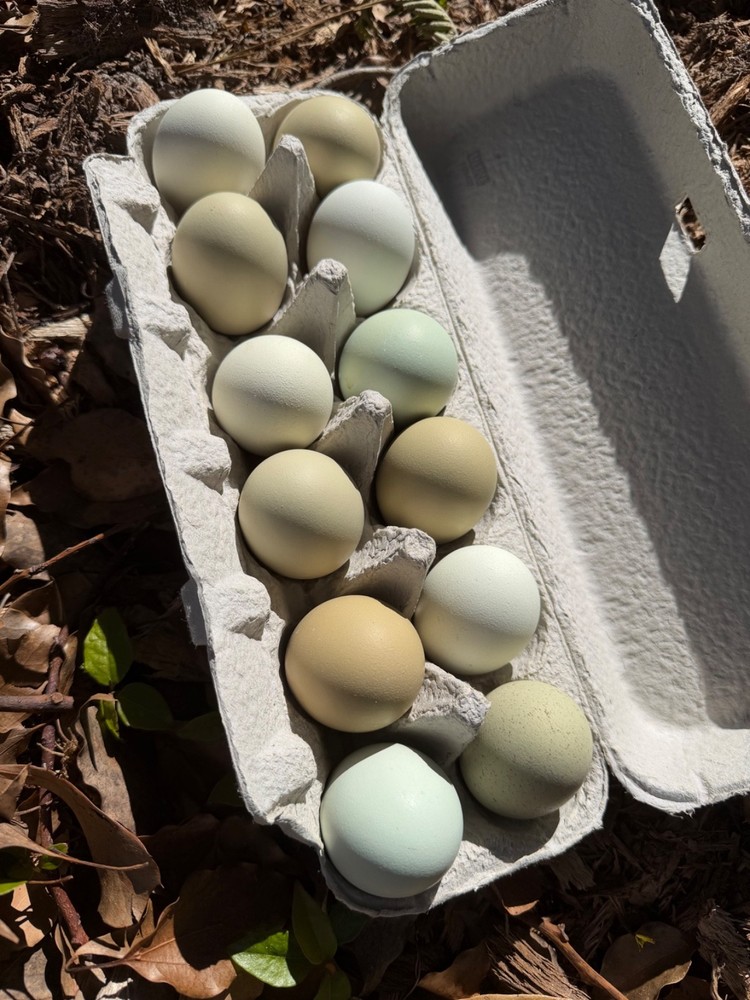 CHASING THE RAINBOW - 12 Olive Egger Hatching Eggs NPIP Certified, AI clean