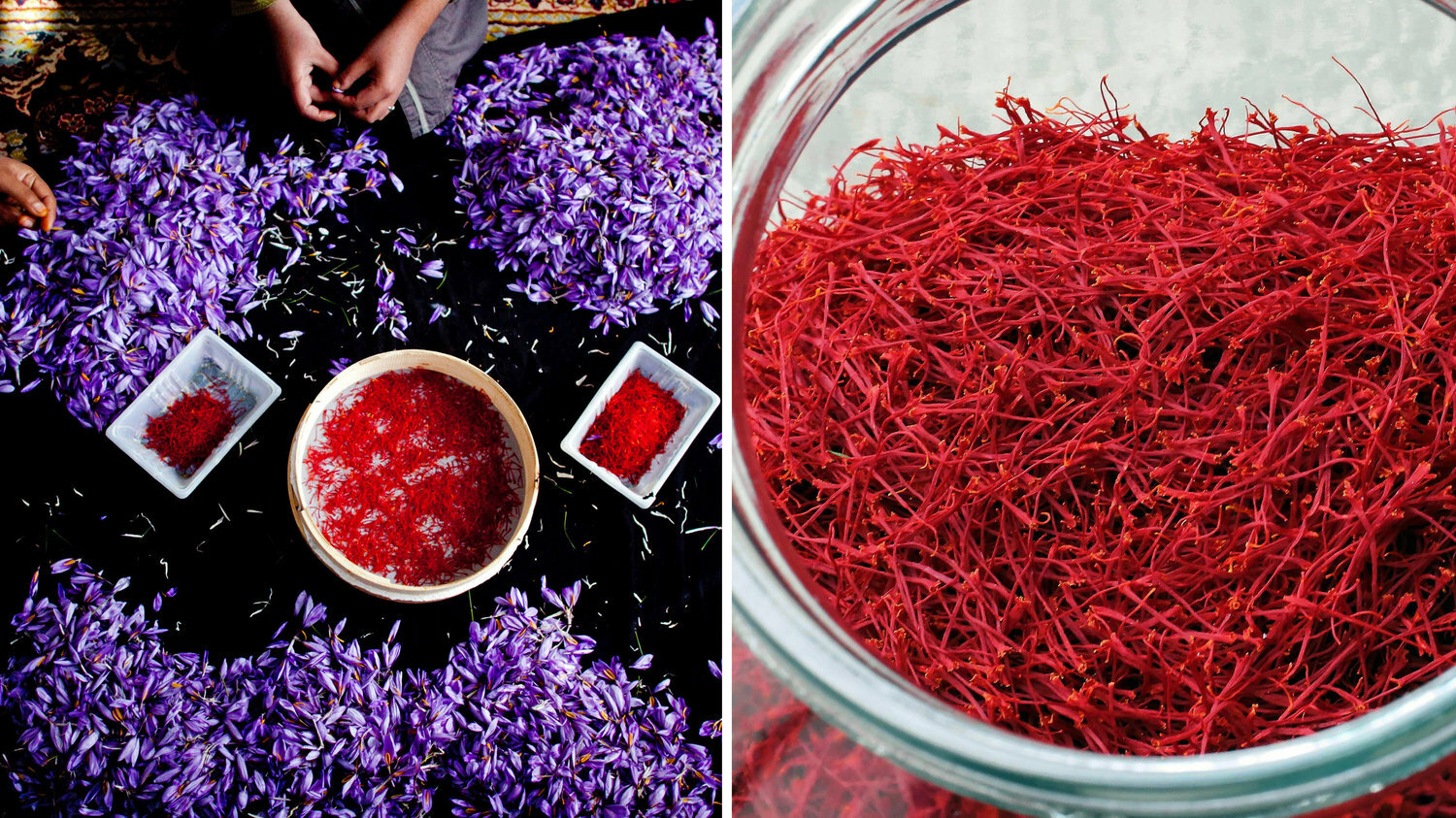 Bulk Genuine Premium Grade A+, All Red, Organically Grown Negin Saffron