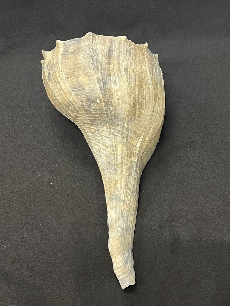 RARE Fossilized WHELK Shell From Central Florida - Pliocene Era.