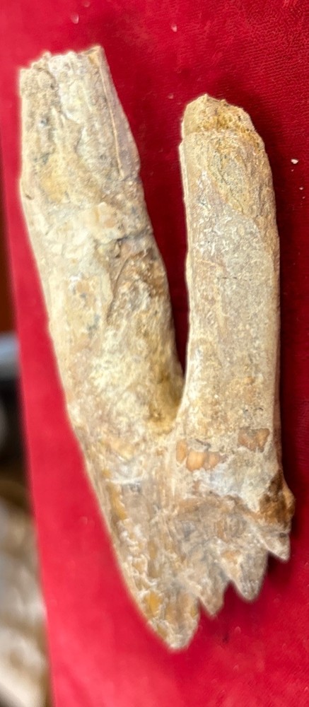 4” Basilosaurus Tooth 40-34 Mil Yrs Old Late Eocene