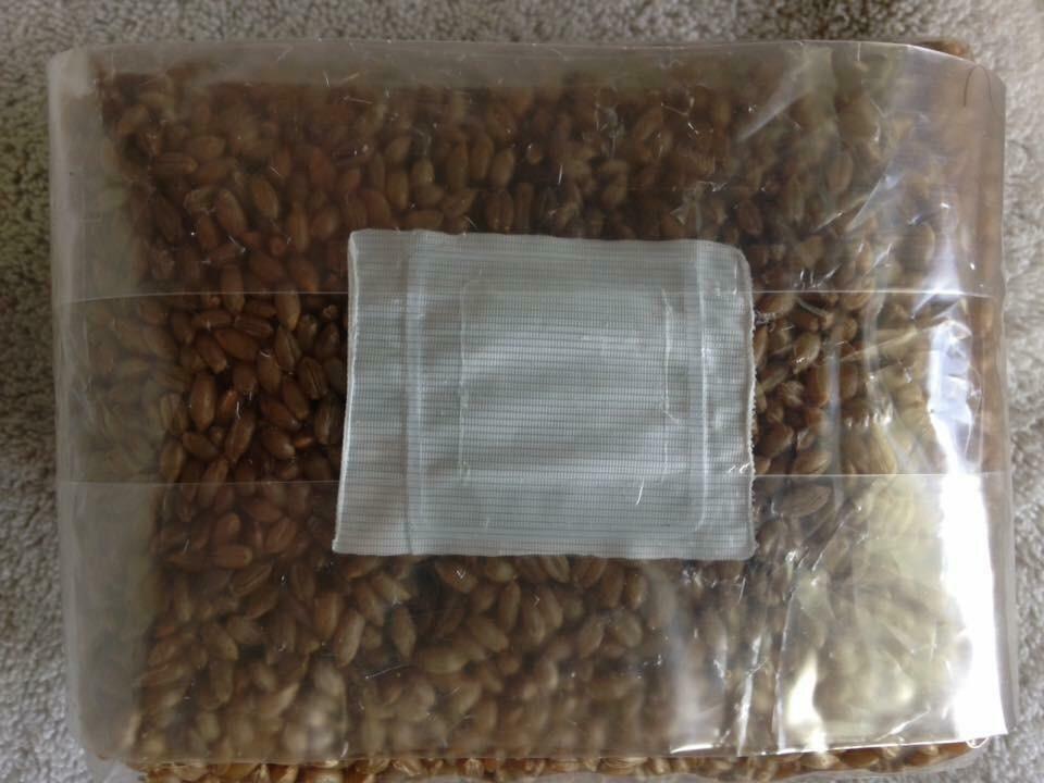 5 x 3 lbs sterilized grain berries mushroom spawn bags with injectable ports