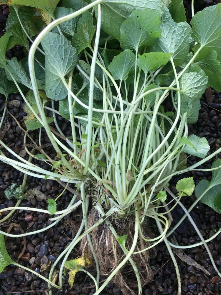 Wasabi Plant Start