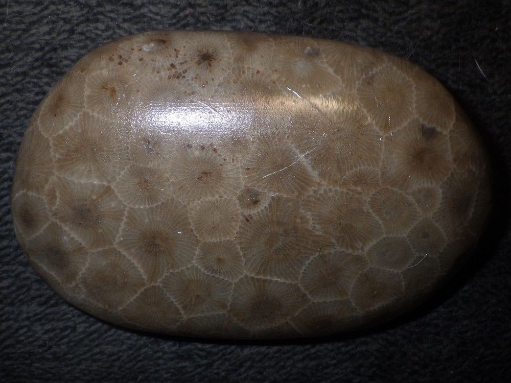 Polished Petoskey Stones 9.5 oz
