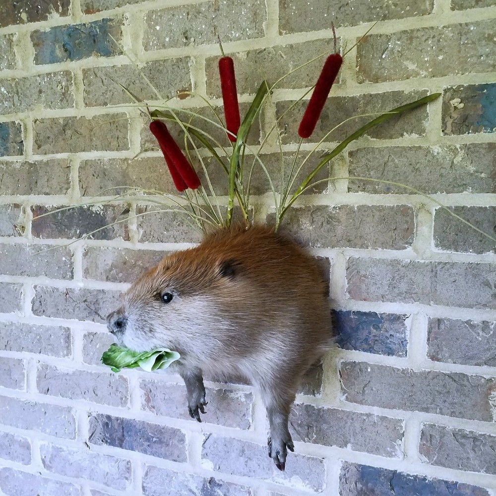 Half Beaver Wall-mount with Reed Background - NEW