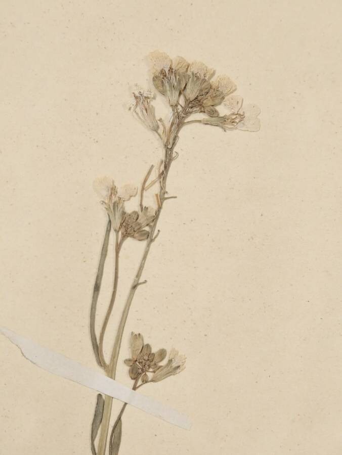 ANTIQUE PRESSED BOTANICALS C. 1893 FROM A FRENCH MONASTERY SCHOOL