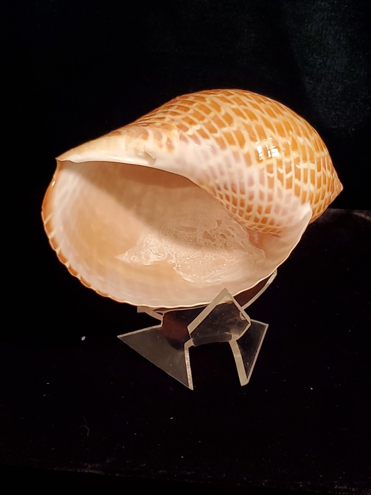Vintage Tonna Perdix Shell 114mm Great Specimen