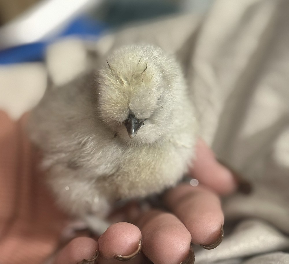 PURE Silkie Hatching Eggs (6)
