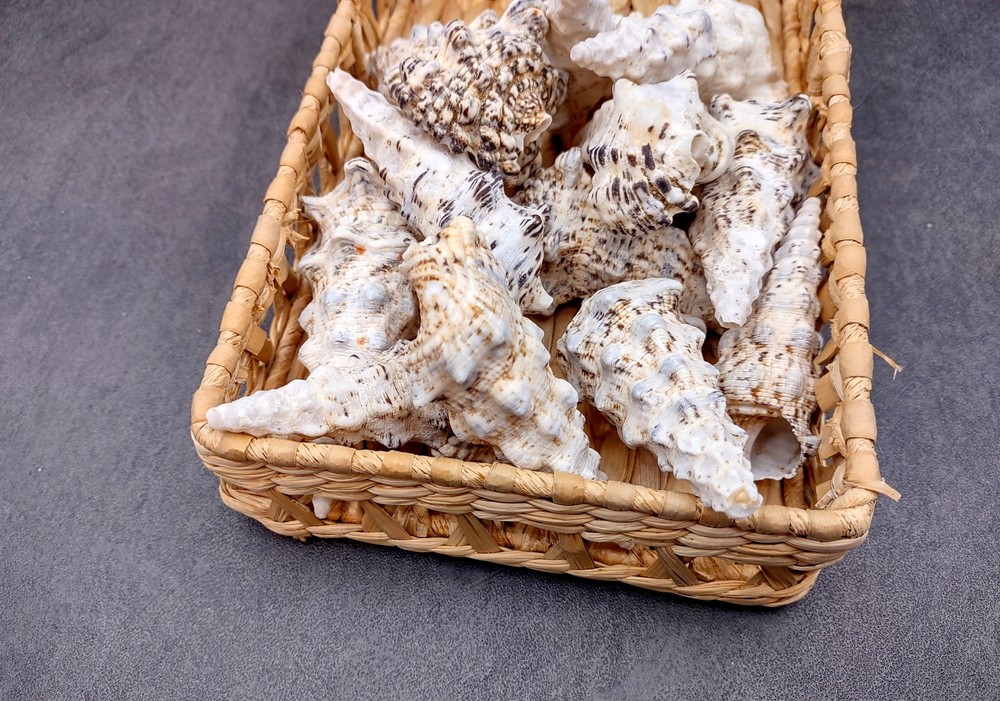 Knobby Cerithium Seashells White Black (3 shells approx. 2+ inches)