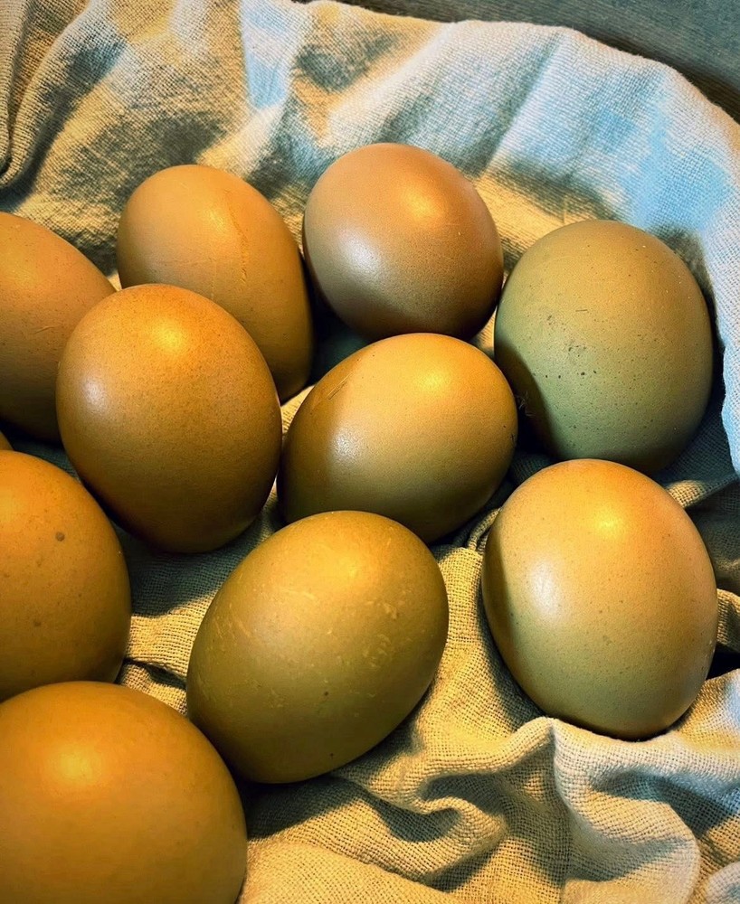 18+ Multi-Generational Olive Egger Hatching Eggs F1-F3