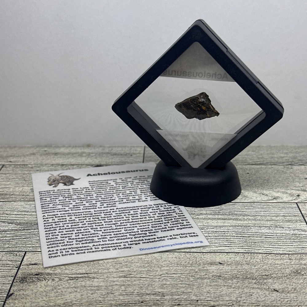 Achelousaurus Extinct Ceratops Dinosaur Bone Fossil in Display Case