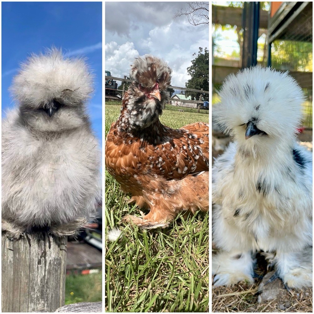 12 RARE Hens Choice Hatching Eggs NPIP