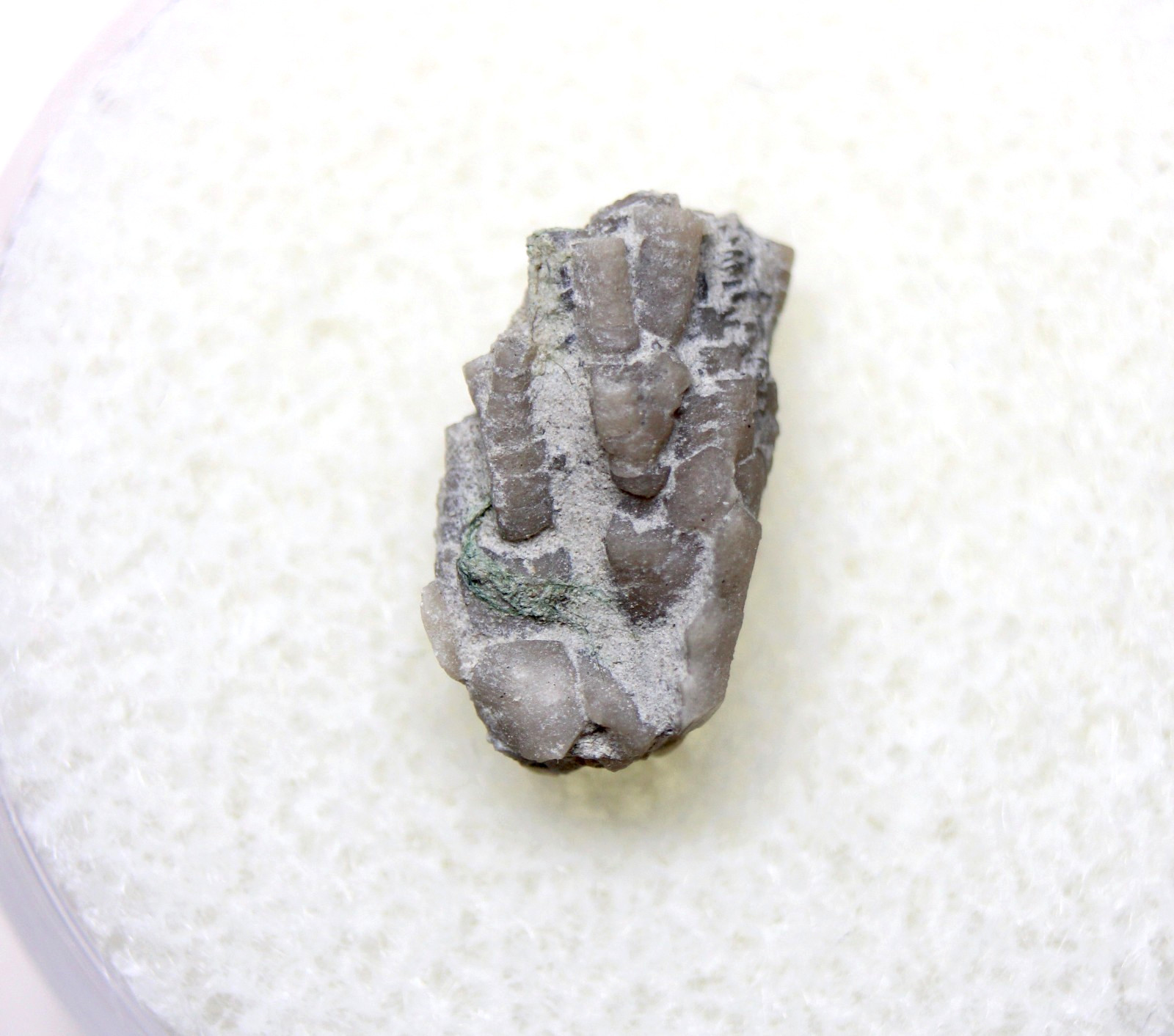 Dendrocrinus Crinoid Fossil Ordovician Kentucky Lexington Limestone