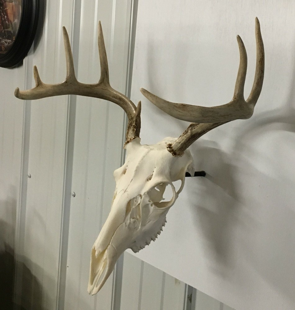 European Deer Mounting System