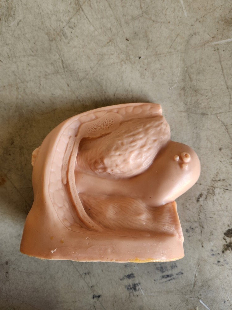 Nasco Life/Form LF01151 Vaginal Simulator