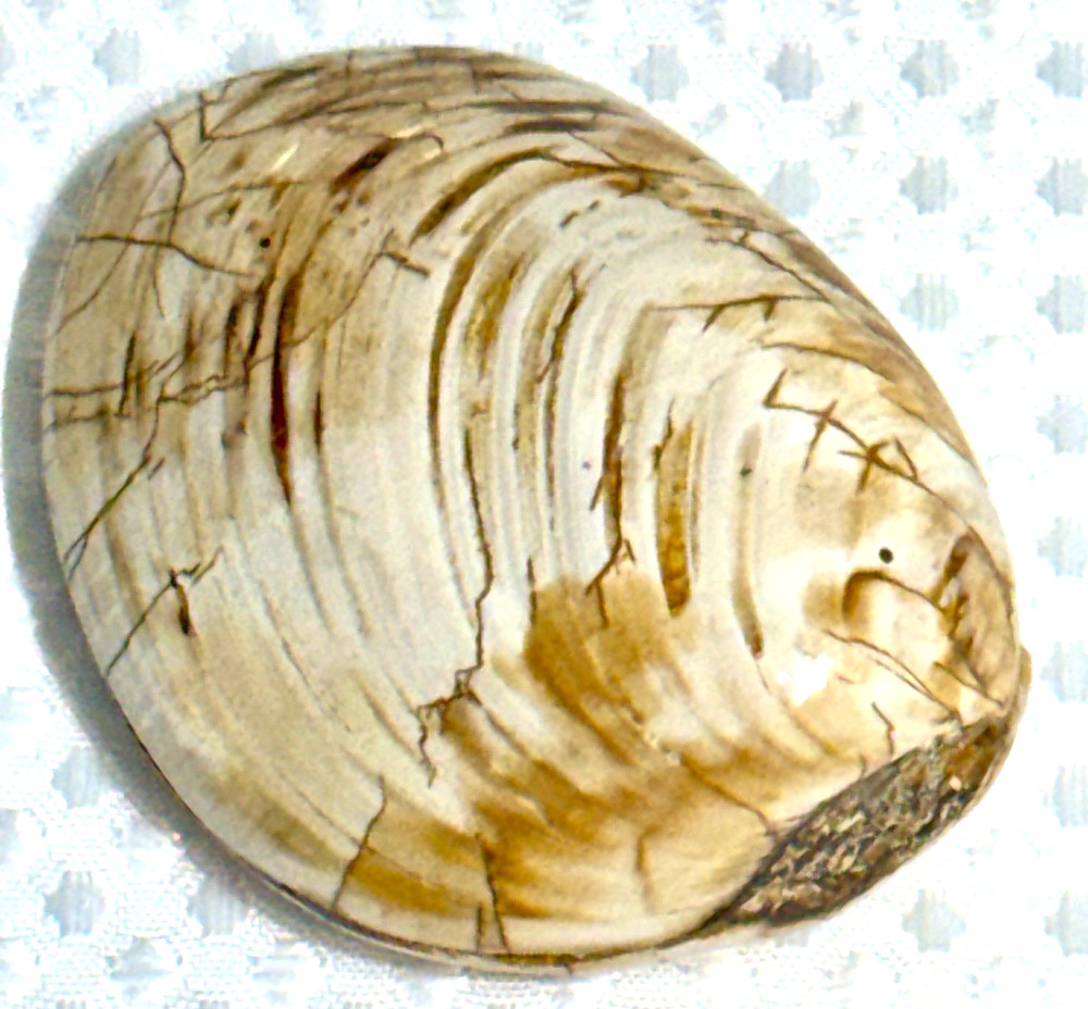 Fossil Clam 162 gr. .36 lb. #643