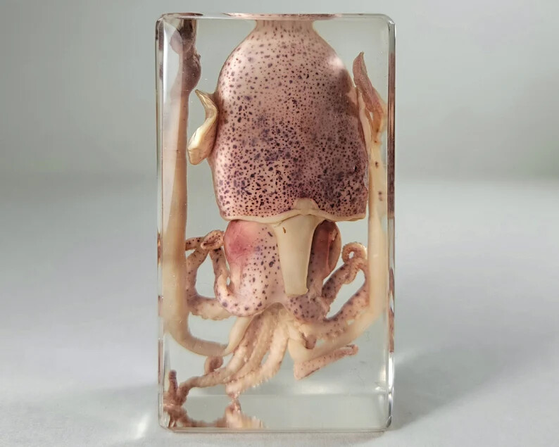 Squid in Resin, Real Squid Lucite Specimen, Oddities, Euprymna Berryi