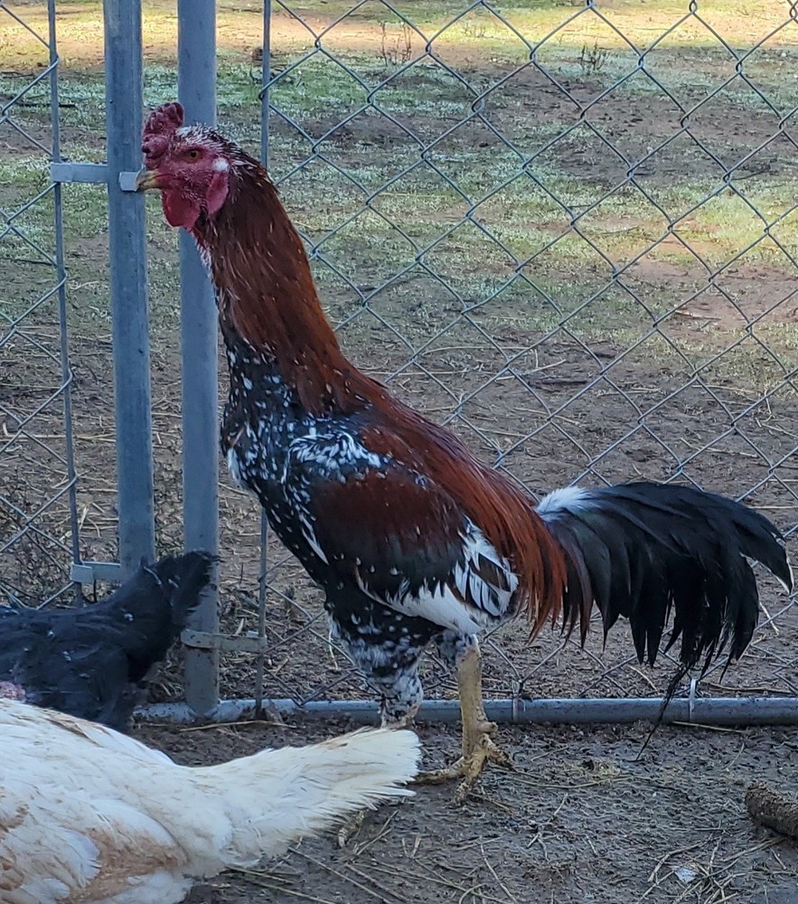 Thai Hatching Eggs 6 Total