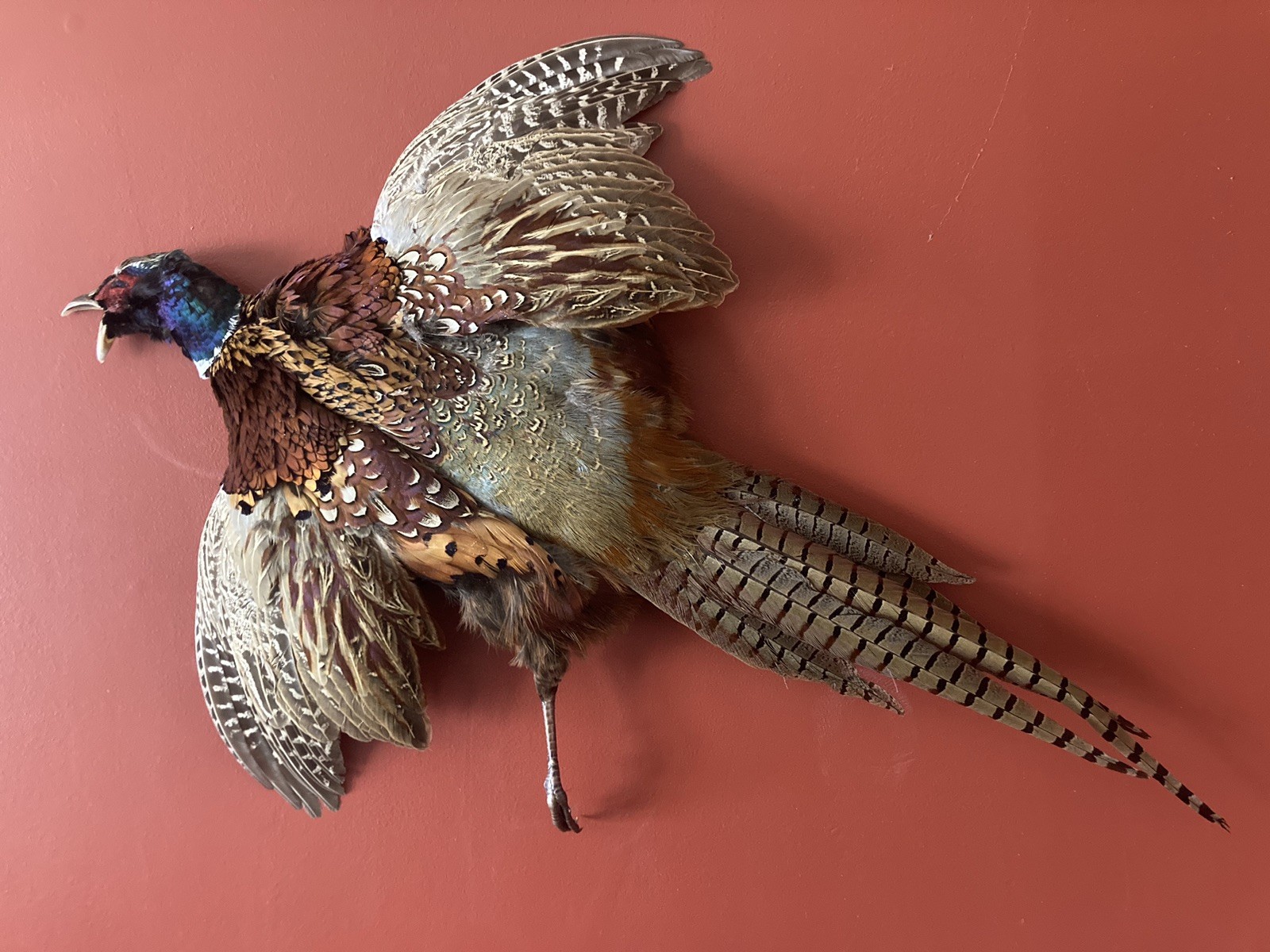 Rooster RINGNECK PHEASANT Full SKIN 2 Wings Tail Feathers Wall Art Man Cave