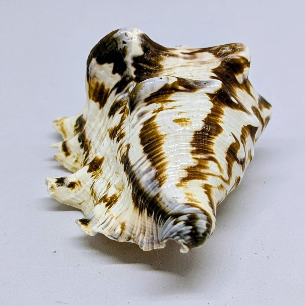 Lot Of Sea Shells Various Types And Sizes Small To Medium