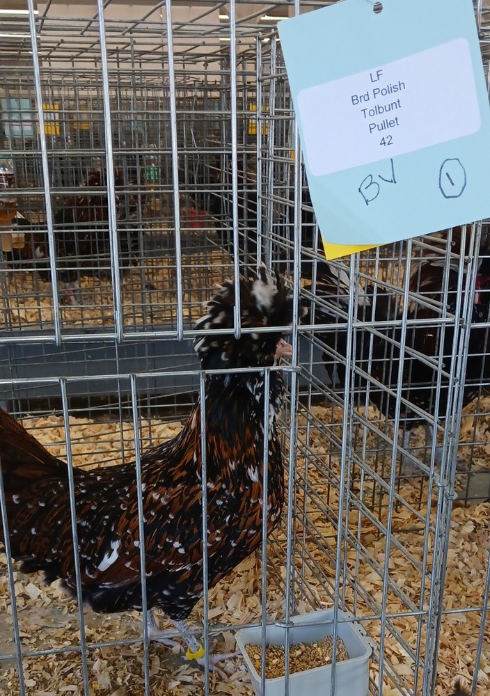 polish tolbunt hatching eggs