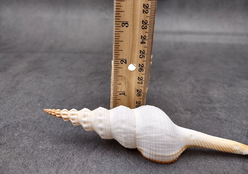 Du Petits Spindle Seashell White (1 shell approx. 5+ inches) Shell for crafts!