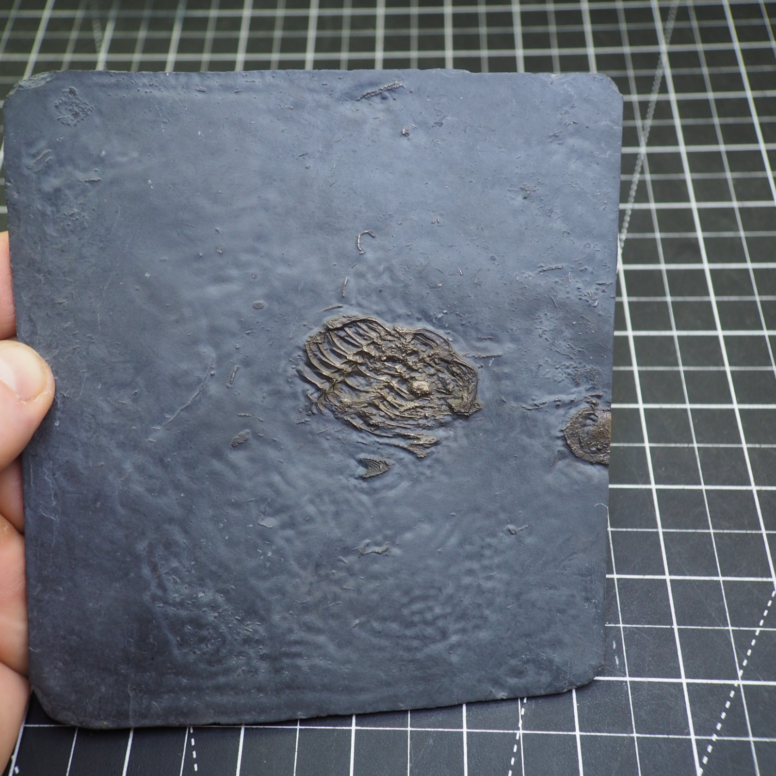 Chotecops ferdinandi Pyrite Trilobite Bundenbach Germany Fossil Devonian