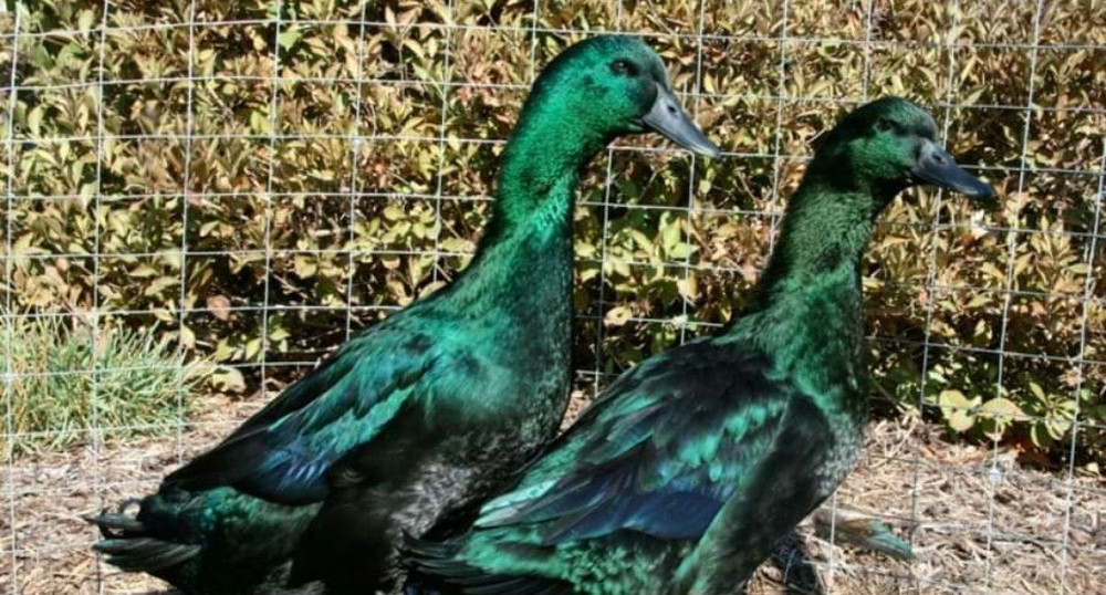 4+ Cayuga Duck Hatching Eggs Pure Breed 😍 Plus Free Gift