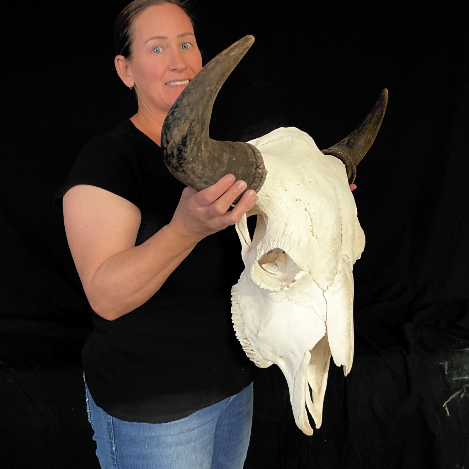 Buffalo skull Rustic decor taxidermy 378